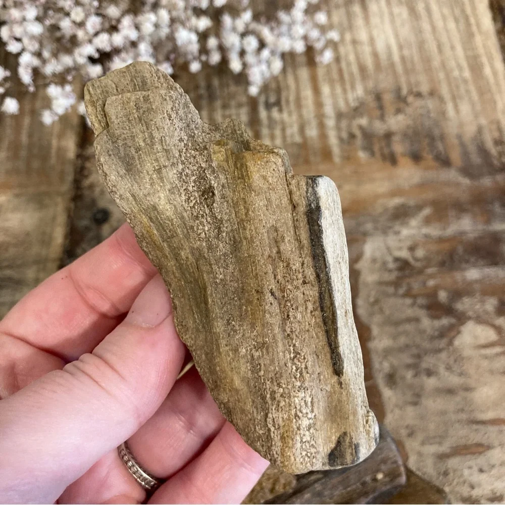 8pcs Petrified Wood Medium 3” Long
